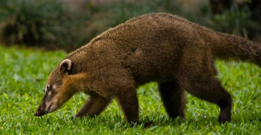 extrano-animal-coati-guadalajara