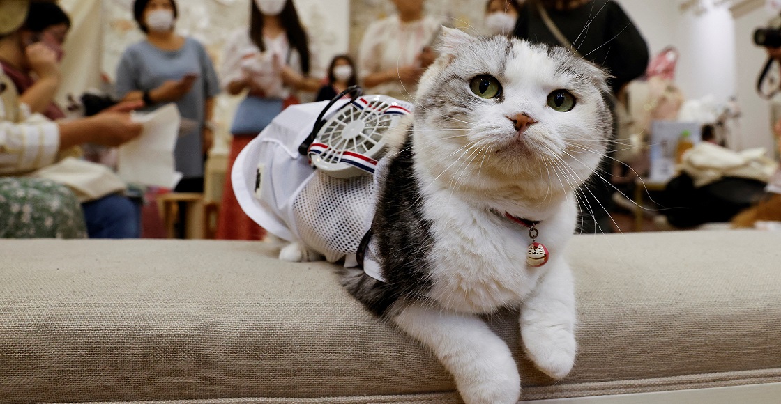 A pet cat Sun is seen with wearable battery-powered 'air conditioner' for pets in Tokyo, Japan