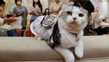 A pet cat Sun is seen with wearable battery-powered 'air conditioner' for pets in Tokyo, Japan