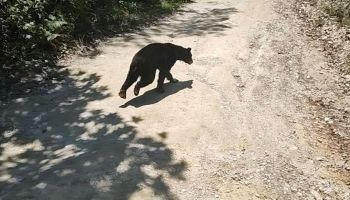 osita-profepa-coahuila-denuncia