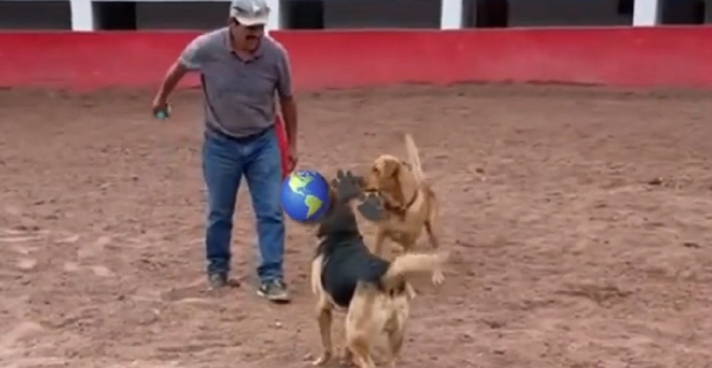 perros lienzo charo de la villa