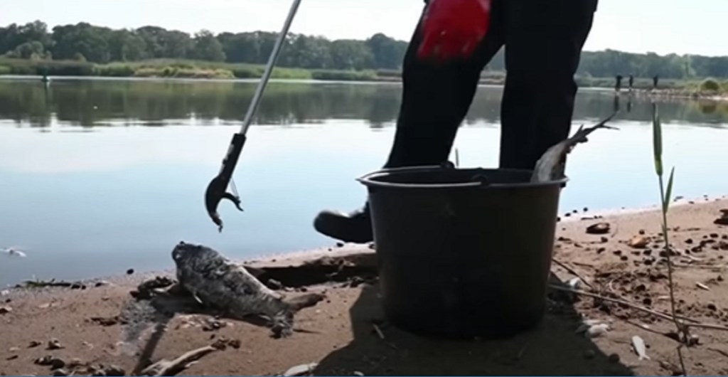 río oder polonia toneladas peces muertos 1