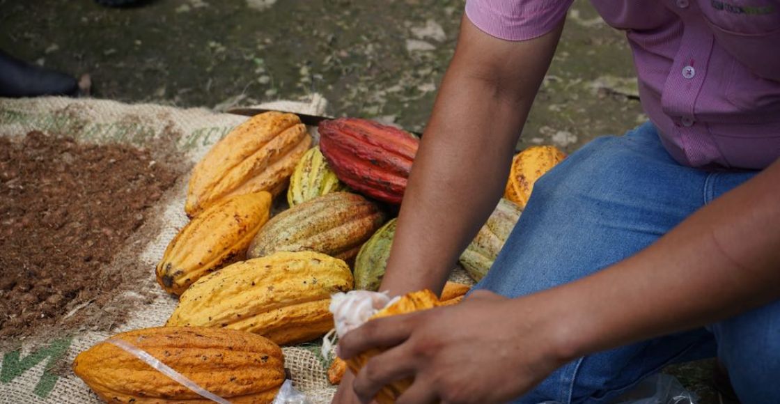 Proyecto Cacao Hershey's apoya a la conservación del cacao en México