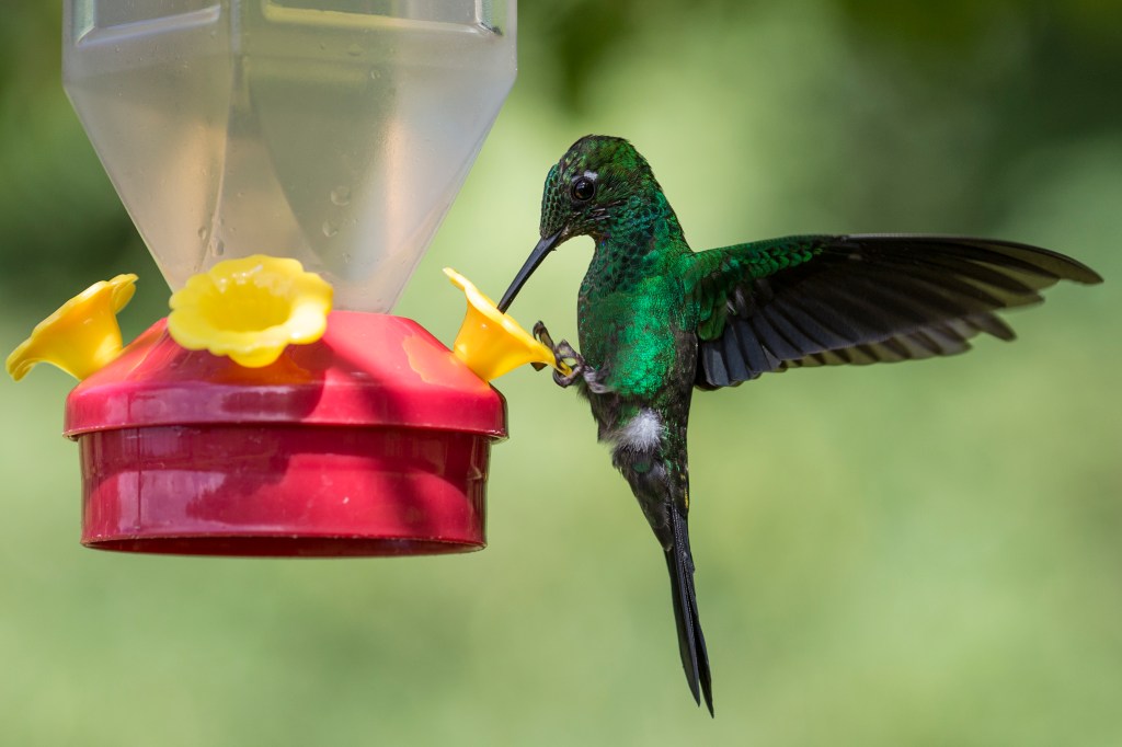 Un pequeño colibrí aleteando sus alas mientras toma agua.