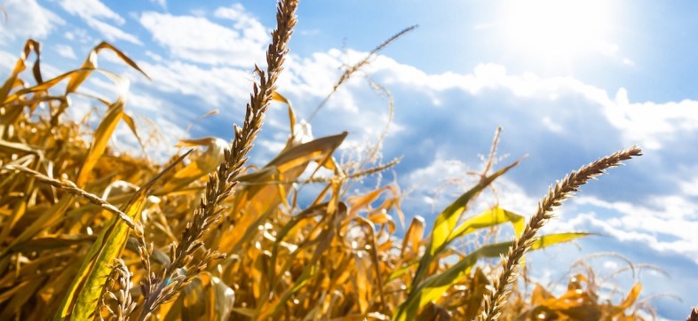 cambio climático agricultura