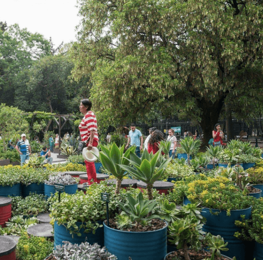 Tras dos años de pandemia, regresa El Festival de Flores y Jardines 