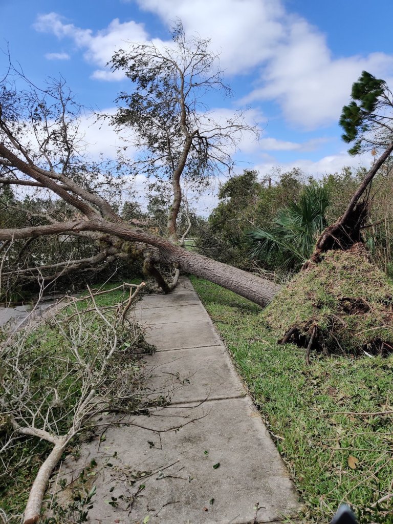 imagenes-florida-huracan-ian-arboles