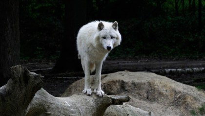 lobo-artico-china-clonacion