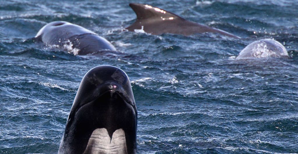 mueren-ballenas-varadas-tasmania-australia