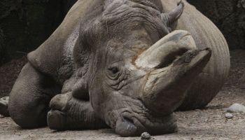 recorte-presupuesto-comida-animales-zoologicos-cdmx