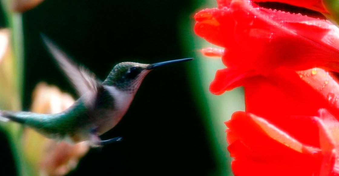 Conoce la iniciativa de la UNAM para salvar a los colibríes en peligro de extinción