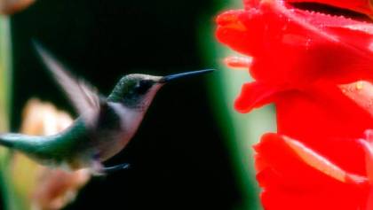 Conoce la iniciativa de la UNAM para salvar a los colibríes en peligro de extinción