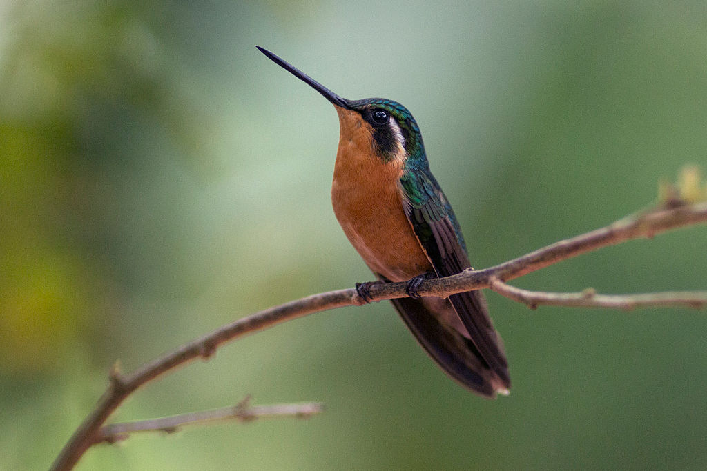 Conoce la iniciativa de la UNAM para salvar a los colibríes en peligro de extinción