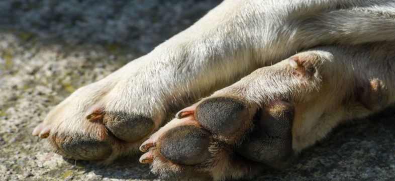 Nezahualcoyotl-denuncia-hombre-taquerias-perritos