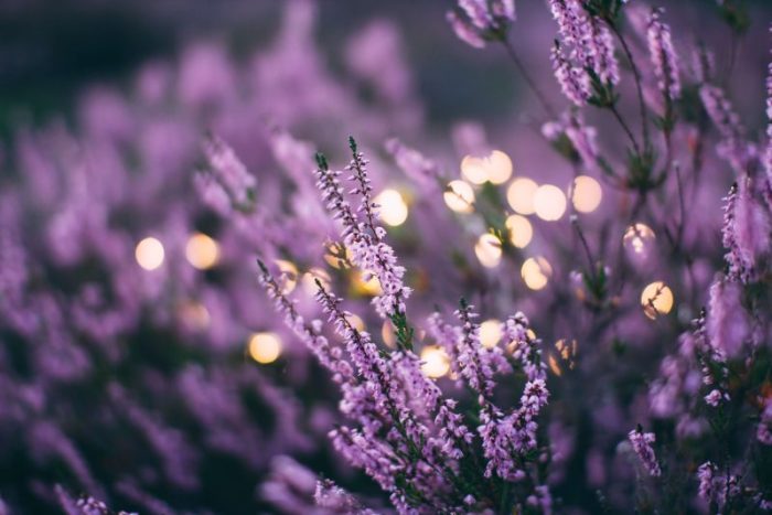 Visita los campos de lavanda en México