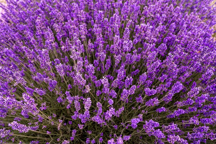 Visita los campos de lavanda en México