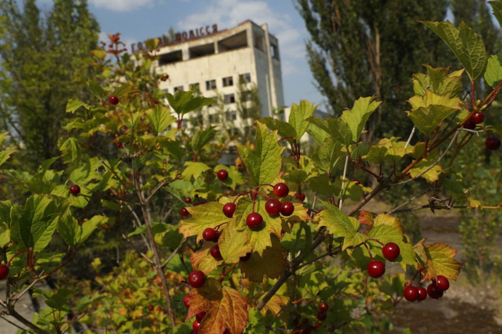 chernobil-ranas