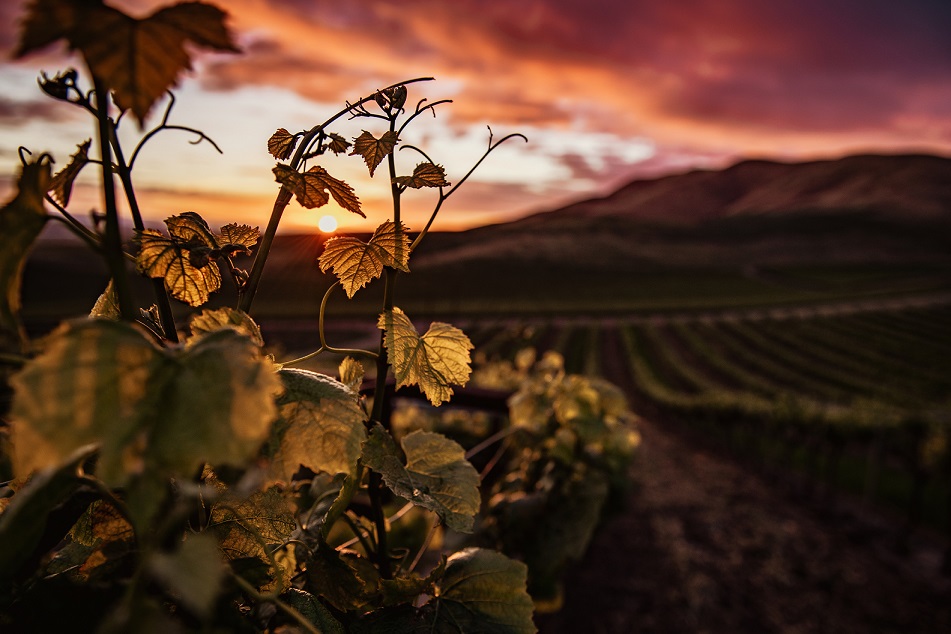 Congreso de la Viña y el Vino en Ensenada 2022