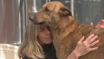 Familia se reencuentra con su perrito varios meses después de darlo por perdido