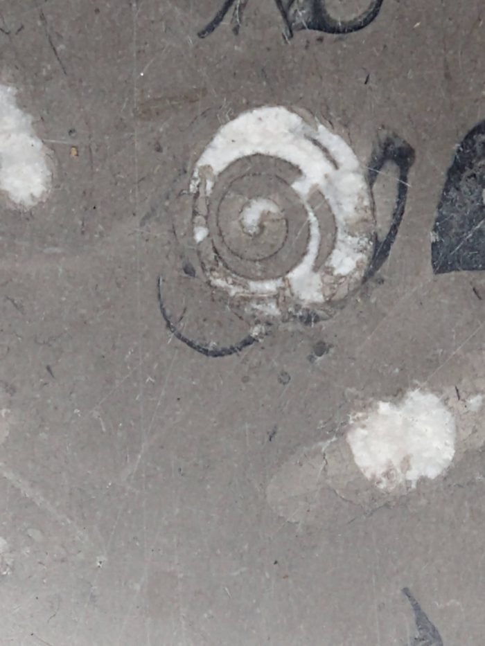 Los fósiles marinos en el metro 