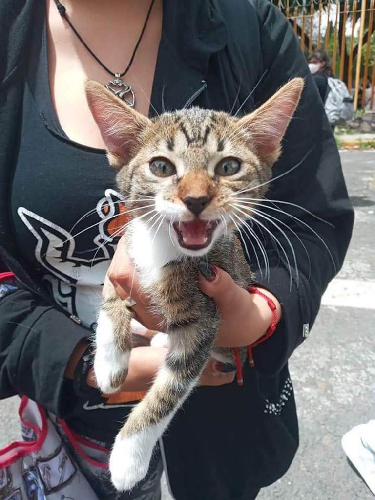 justicia-para-haru-gatito-cch-vallejo-asesinado