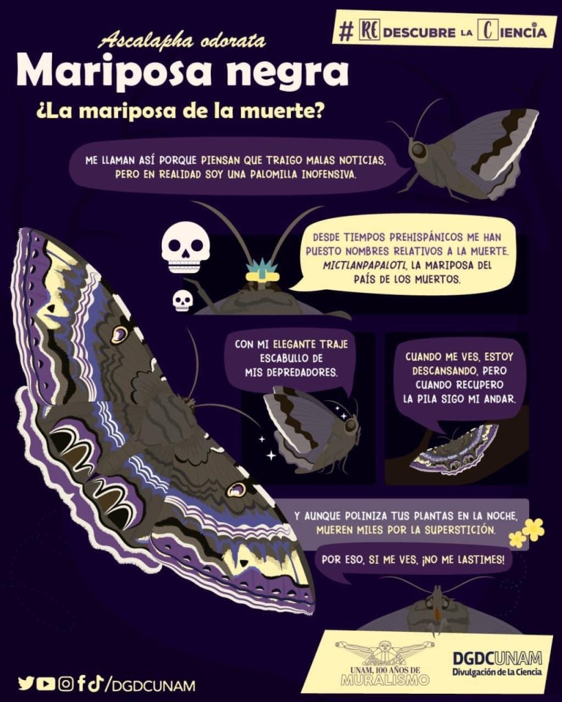 mariposa-negra-ciencia-informacion