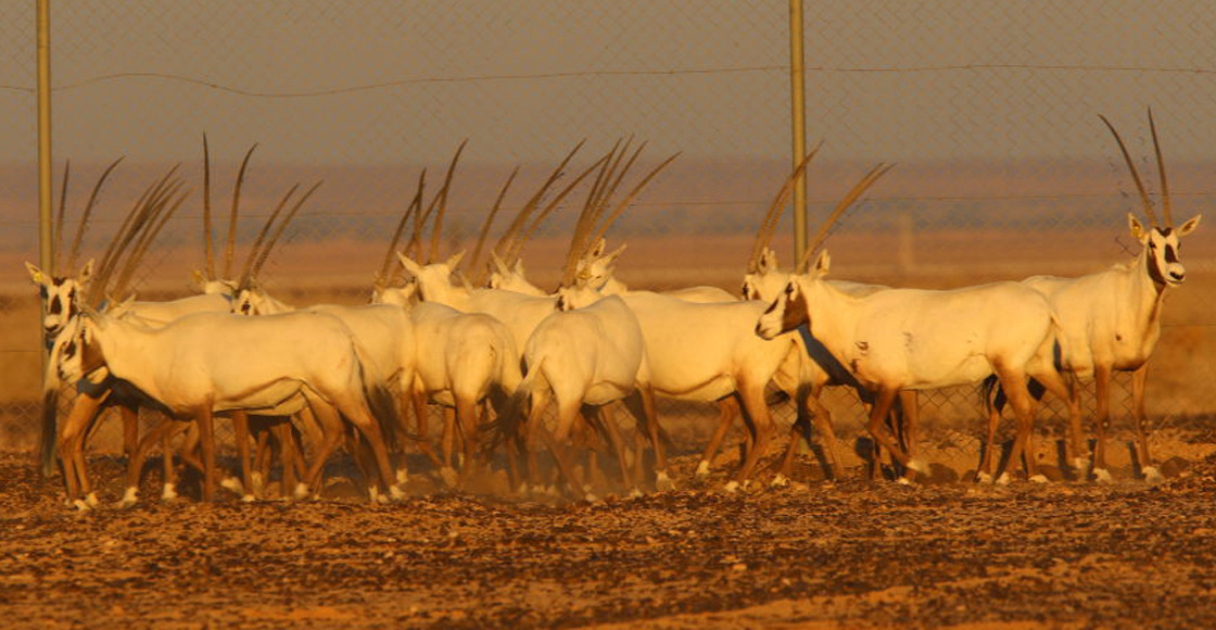 oryx-arabe-qatar