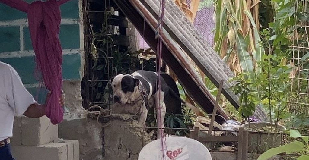 piden-sacrificar-pitbull-ladron-chiapas