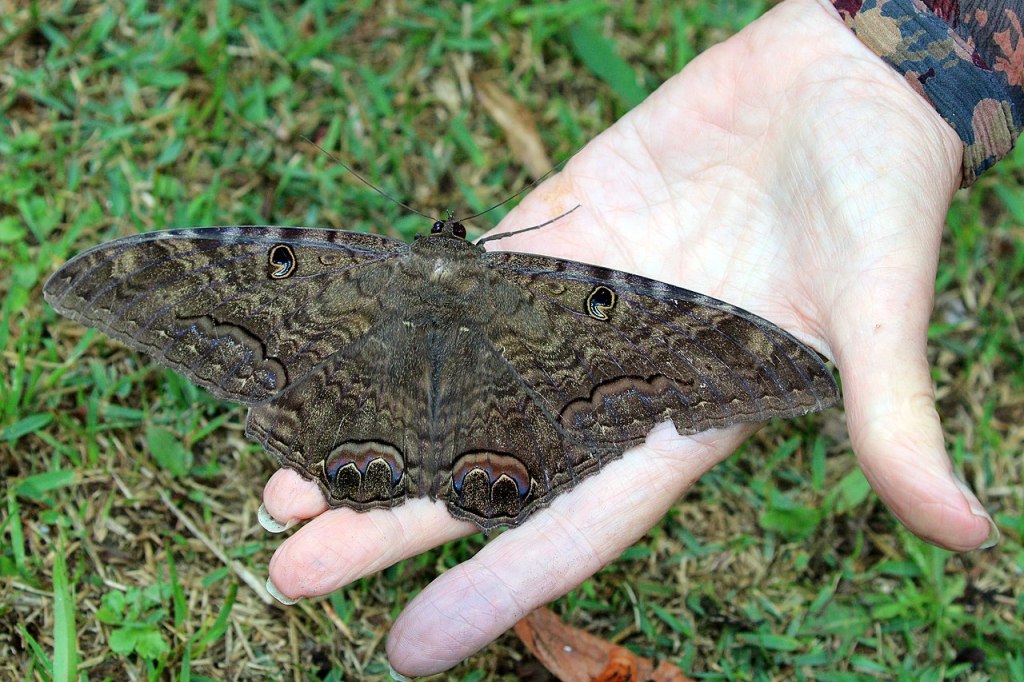 polilla-negra-foto-mano