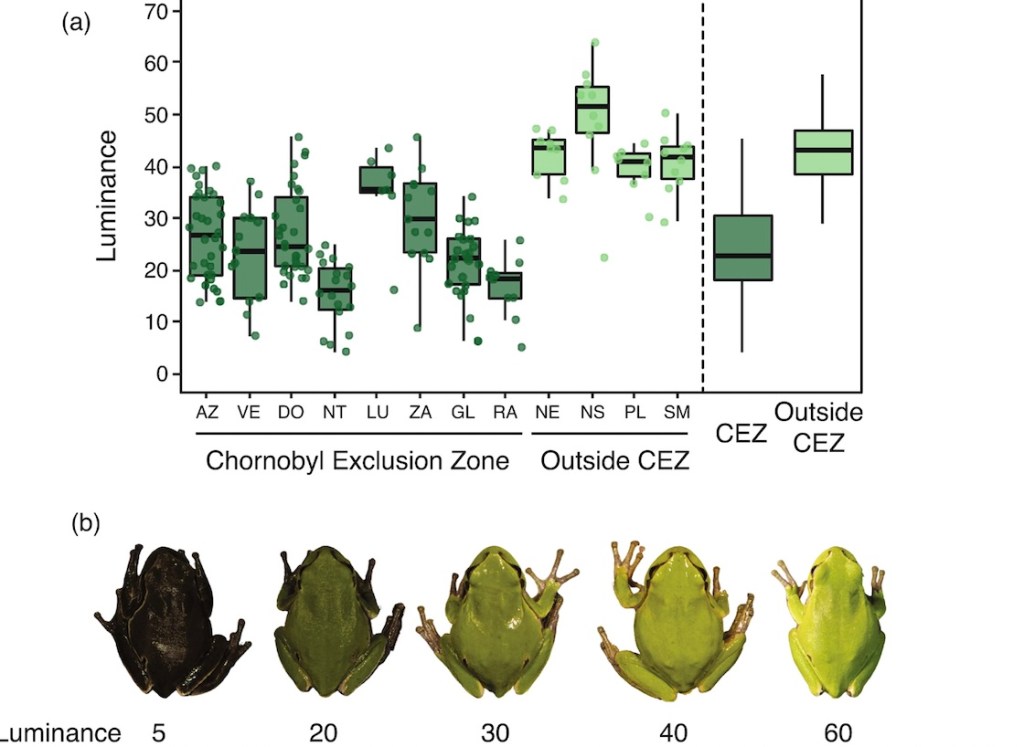 ranas-chernobil-cambio-color