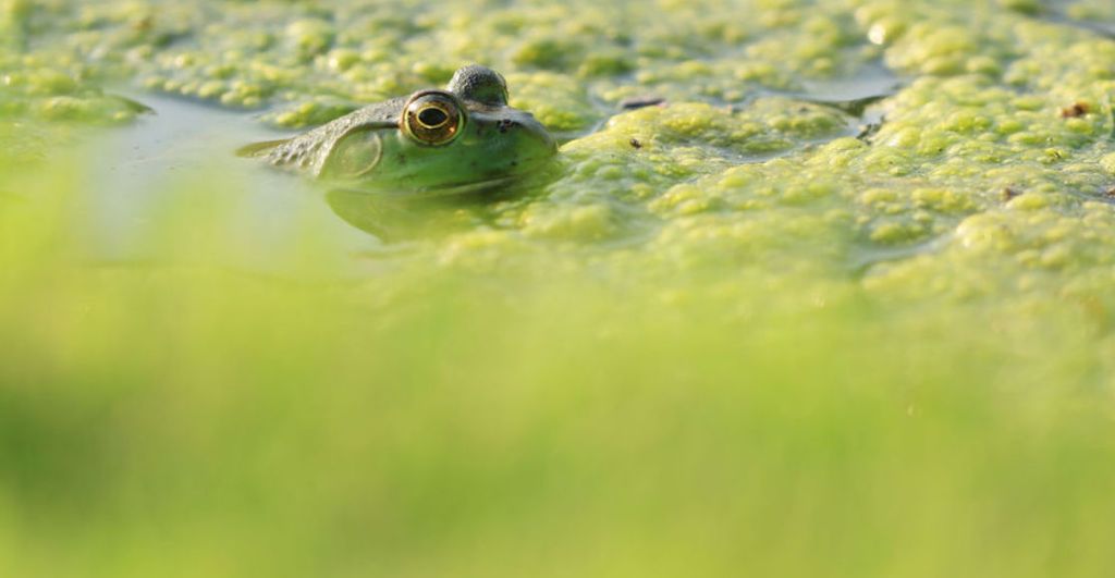 ranas-colores-chernobil