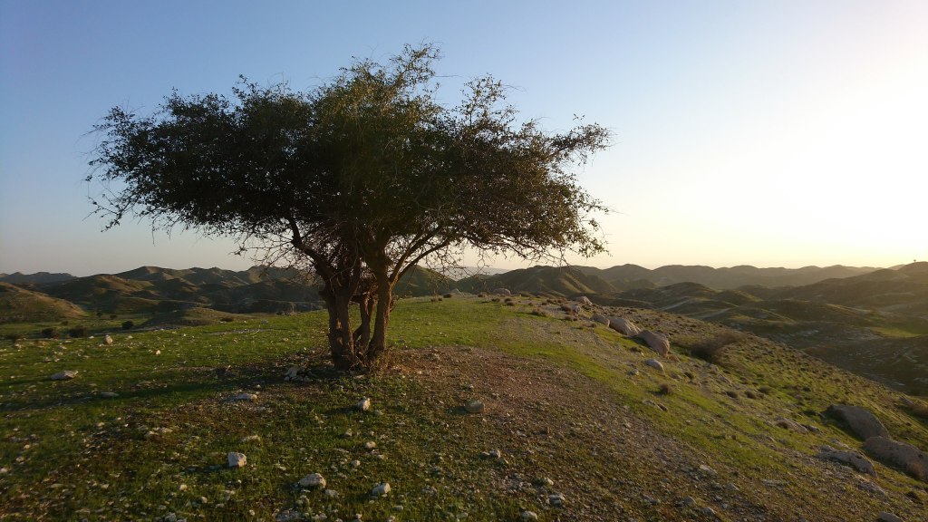 arbol-sidra-qatar-iran