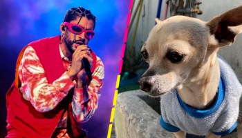 Joven de Monterrey ofrece boleto de Bad Bunny a quien le regrese a su perrito perdido