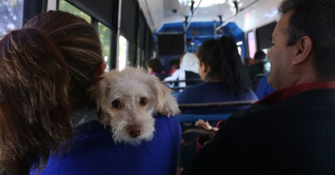 6 consejos para cuidar a tus perritos y gatitos de las bajas temperaturas