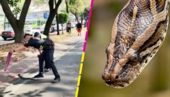 encuentran-serpiente-camello-doctores-cdmx