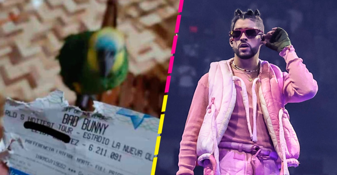 ¡Se pasó! Loro se come boleto de su dueño para concierto de Bad Bunny