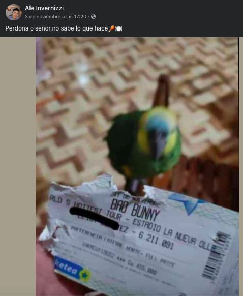 ¡Se pasó! Loro se come boleto de su dueño para concierto de Bad Bunny 