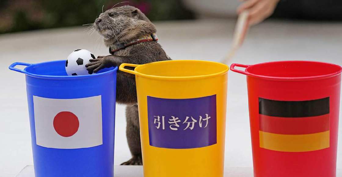 Él es Taiyo, la nutria que predice resultados en el Mundial de Qatar 2022