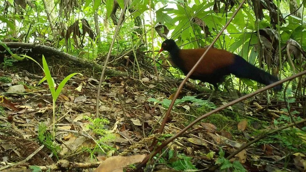 video-mejor-dia-cientificos-ave-desaparecida-auwo-papua-anos-emocion-pajaro-2