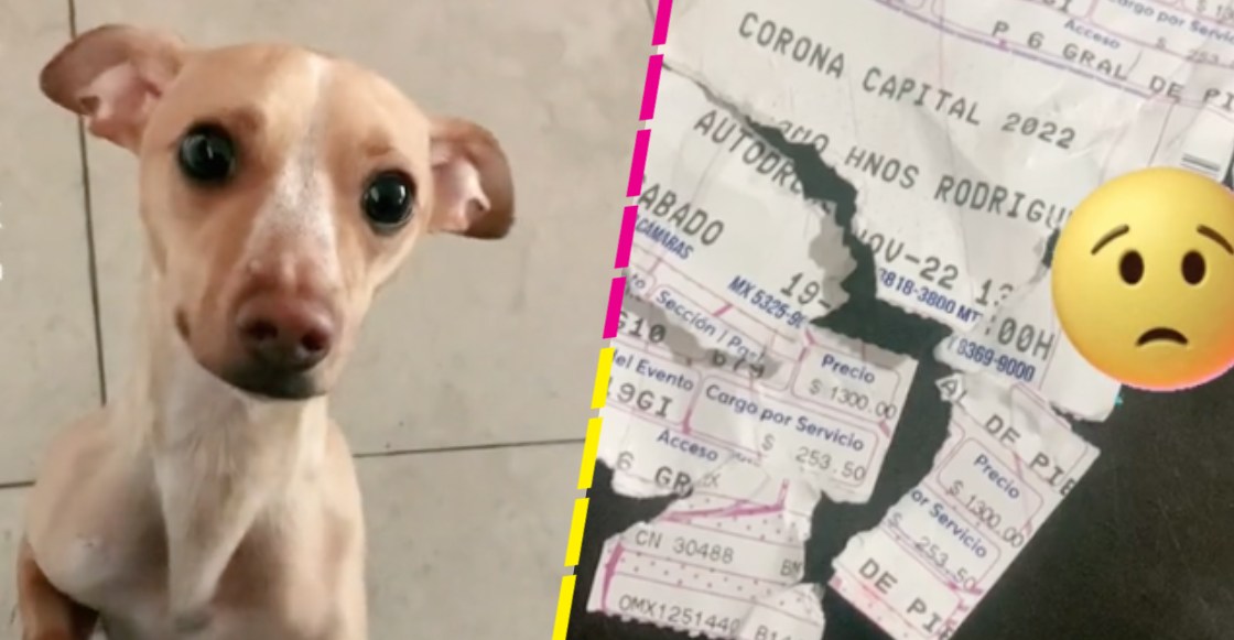 Perrito rompe el boleto de su dueña para el Corona Capital 2022