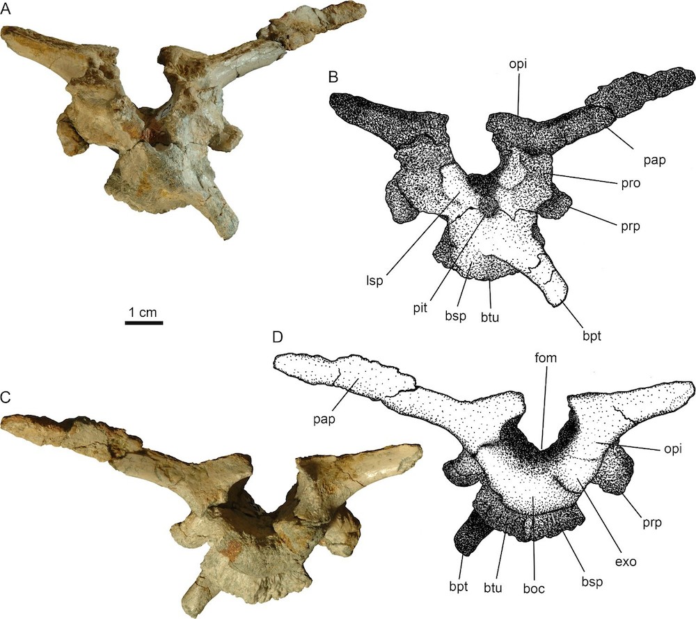 Transylvanosaurus-dinosaurio-transilvania