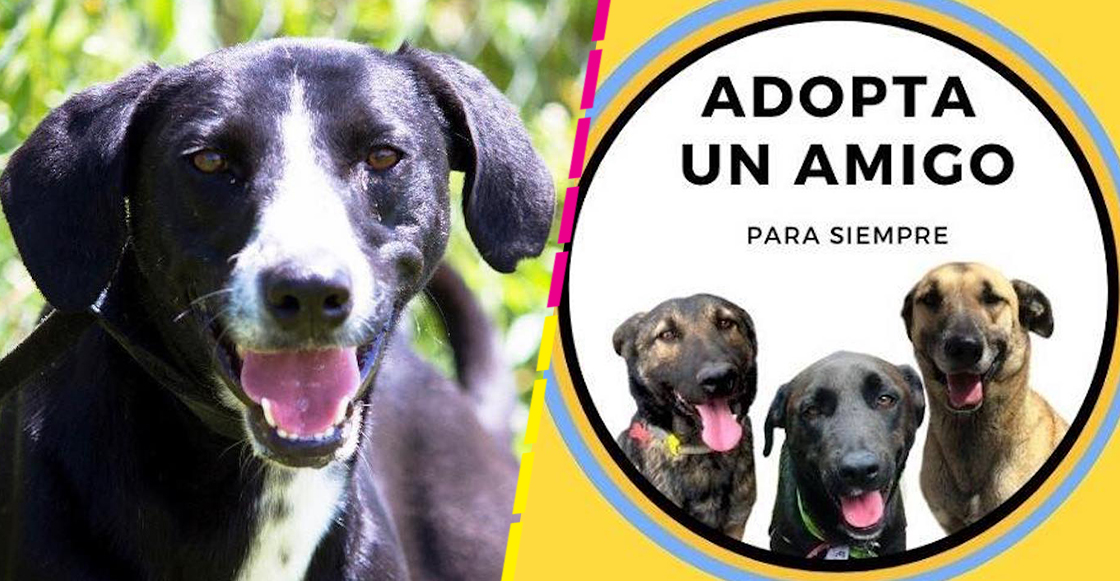 adopta-amigo-para-siempre-perritos-calle-fundacion