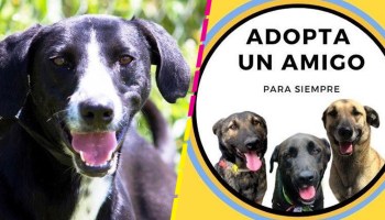 adopta-amigo-para-siempre-perritos-calle-fundacion