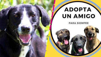 adopta-amigo-para-siempre-perritos-calle-fundacion