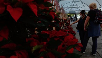 ¡Vamos! Todo lo que debes saber sobre el Festival Flores de Nochebuena 2022