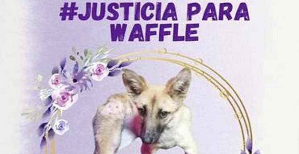 justica para waffle milpa alta 1