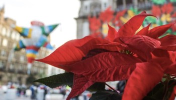 nochebuenas-zocalo-capitalino-navidad