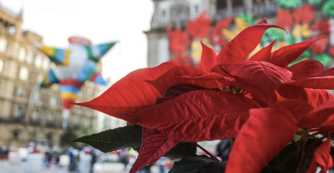 Venden nochebuenas en el Zócalo de CDMX