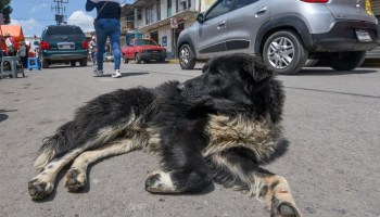 perros-gatos-calle-frio