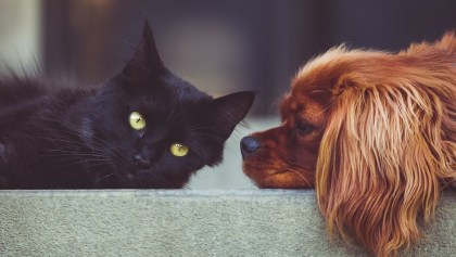 Un gato y un perro acostados